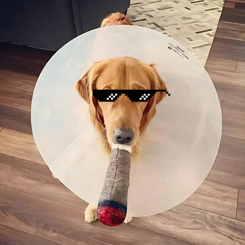 DoggyPlay-Hundejoint