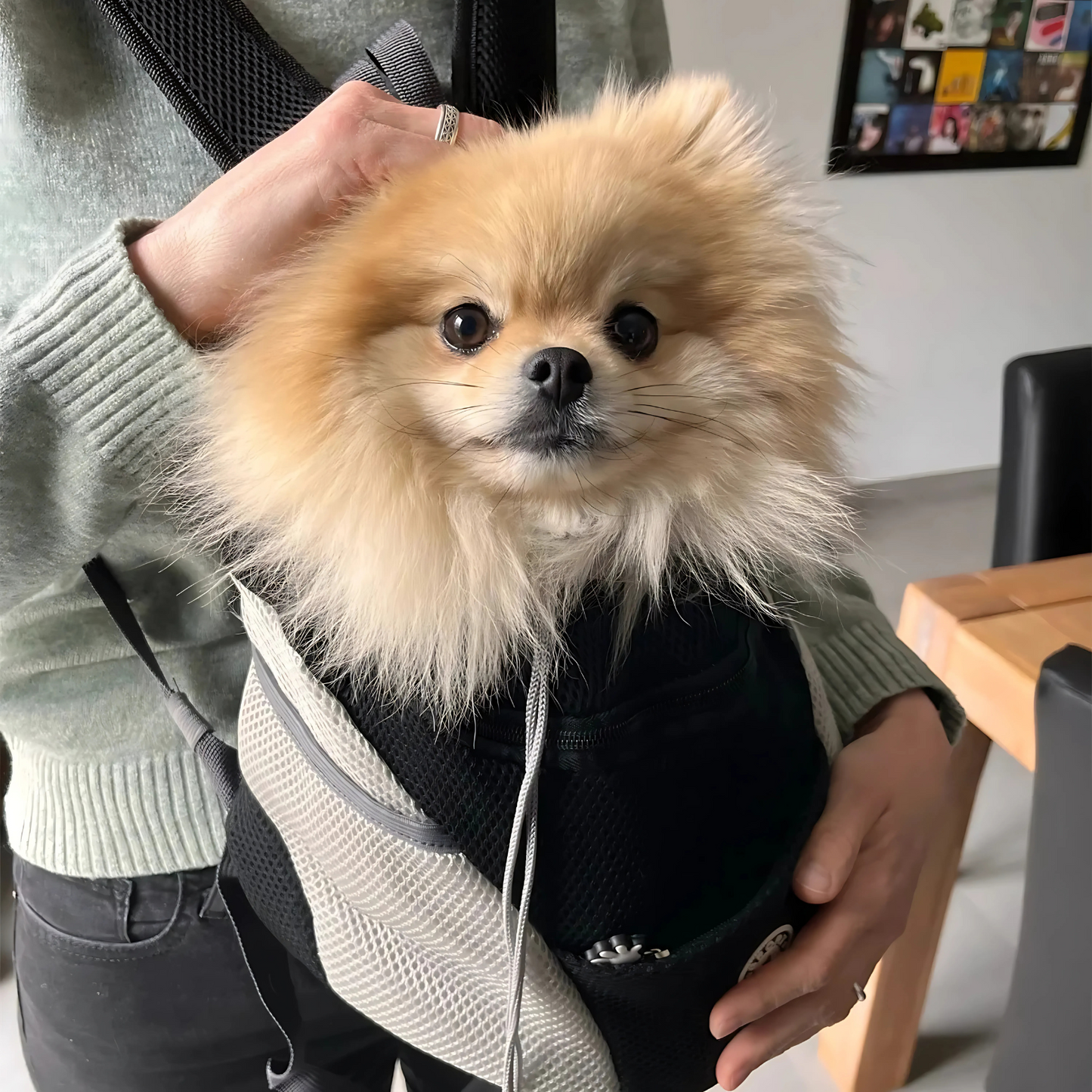 DoggyPlayShop-Bequemer Hunde-Rucksack